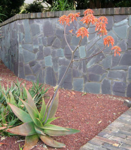 Aloe striata