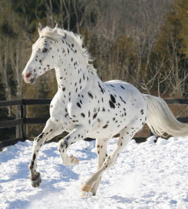 Cal Appaloosa