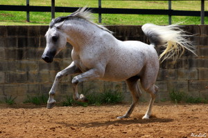 Armasar pur sange arab