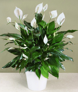 Crinul pacii (Spathiphyllum)