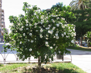 Gardenia thunbergia