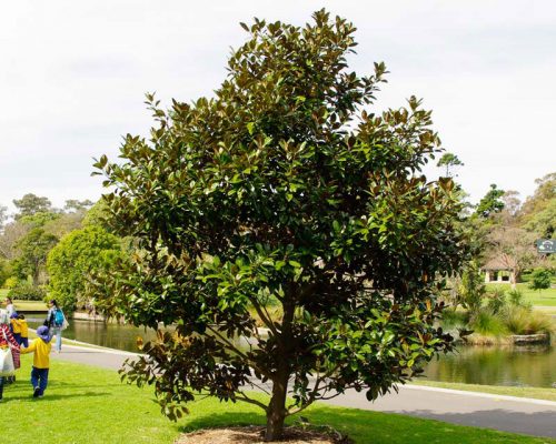 Arbust Magnolia Grandiflora