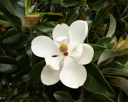 Floarea Magnoliei Grandiflora