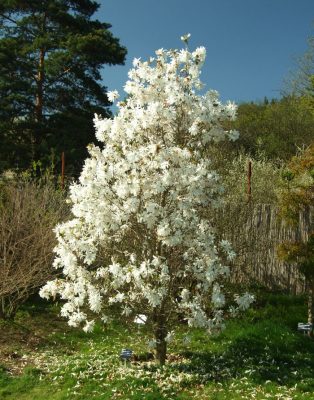 Magnolia Stellata
