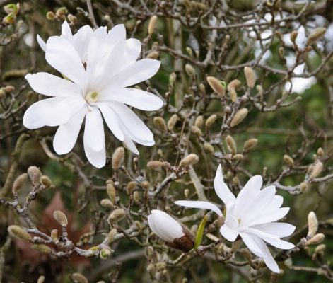 Magnolia Stellata - flori