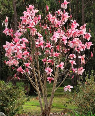 Arbustul Magnolia Star Wars