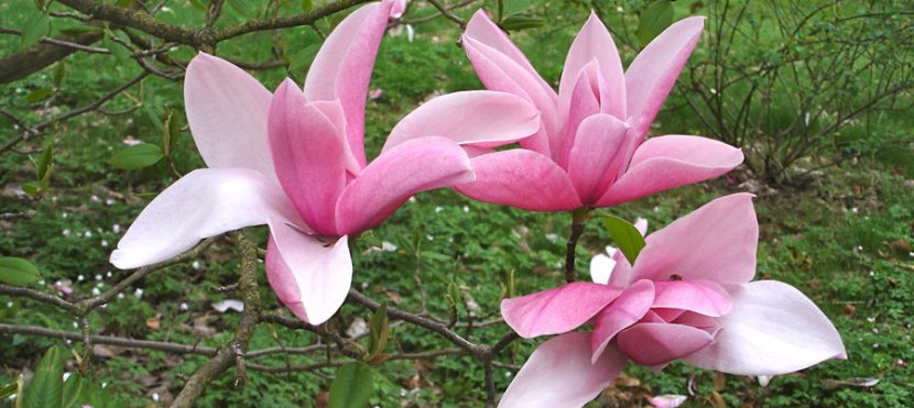 Florile Magnoliei Star Wars