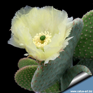 Opuntia microdasys