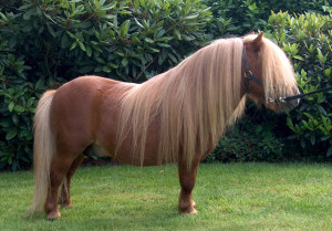 Poneiul Shetland