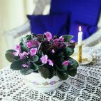 Saintpaulia - Violeta africana sau Violeta de Parma 8