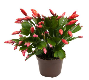 Schlumbergera x buckleyi