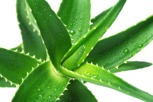 Aloe vera - Aloe barbadensis