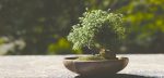 bonsai