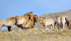 Ccai salbatici de stepa - Equus przewalskii