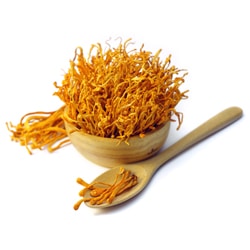 Cordyceps sinensis