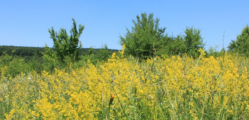 dragaica - galium verum