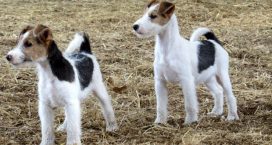 fox terrier