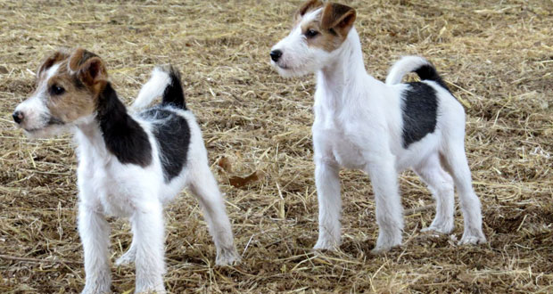 fox terrier