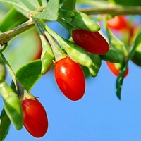 Frcute Goji