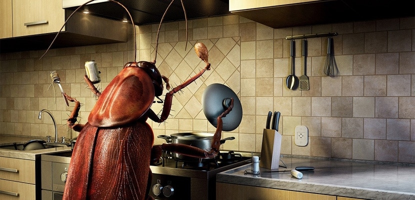 gandaci de bucatarie