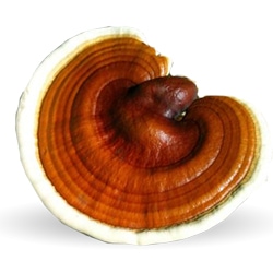 Ganoderma lucidum
