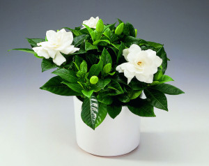 gardenia jasminoides