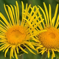 Iarba mare (Inula helenium)