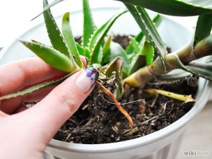 înmultirea plantei de aloe prin lăsatari