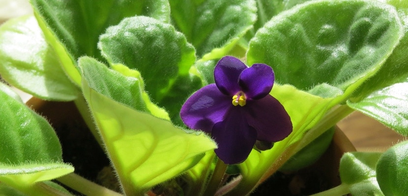 Saintpaulia - violeta africana de Parma