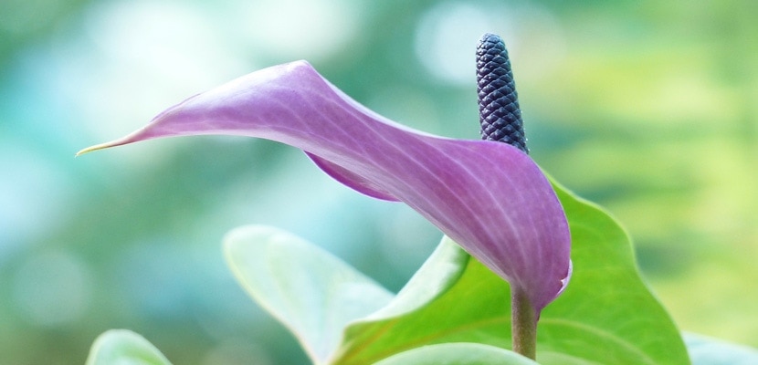 Spathiphyllum - crinul pacii